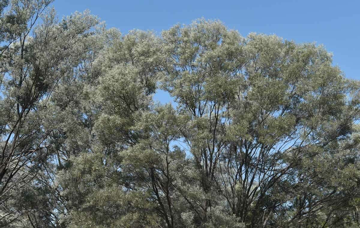 Image of Acacia aneura var. major Pedley