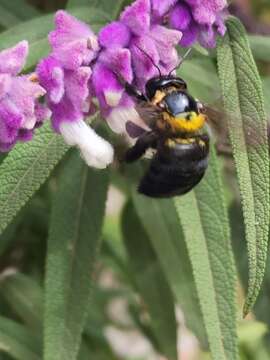 Xylocopa eximia Pérez 1901 resmi