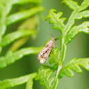 Image of Glyphipterix gemmipunctella Walker 1869