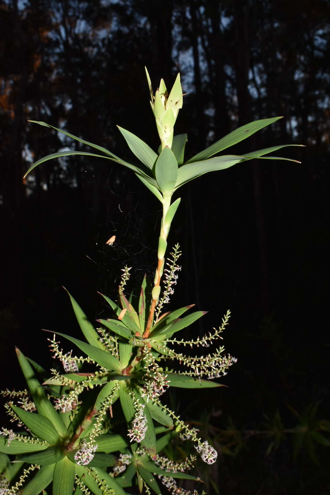 Слика од Leucopogon verticillatus R. Br.