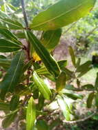 Image of Physena sessiliflora Tul.