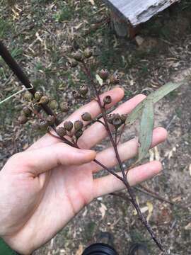 Image of gray gum