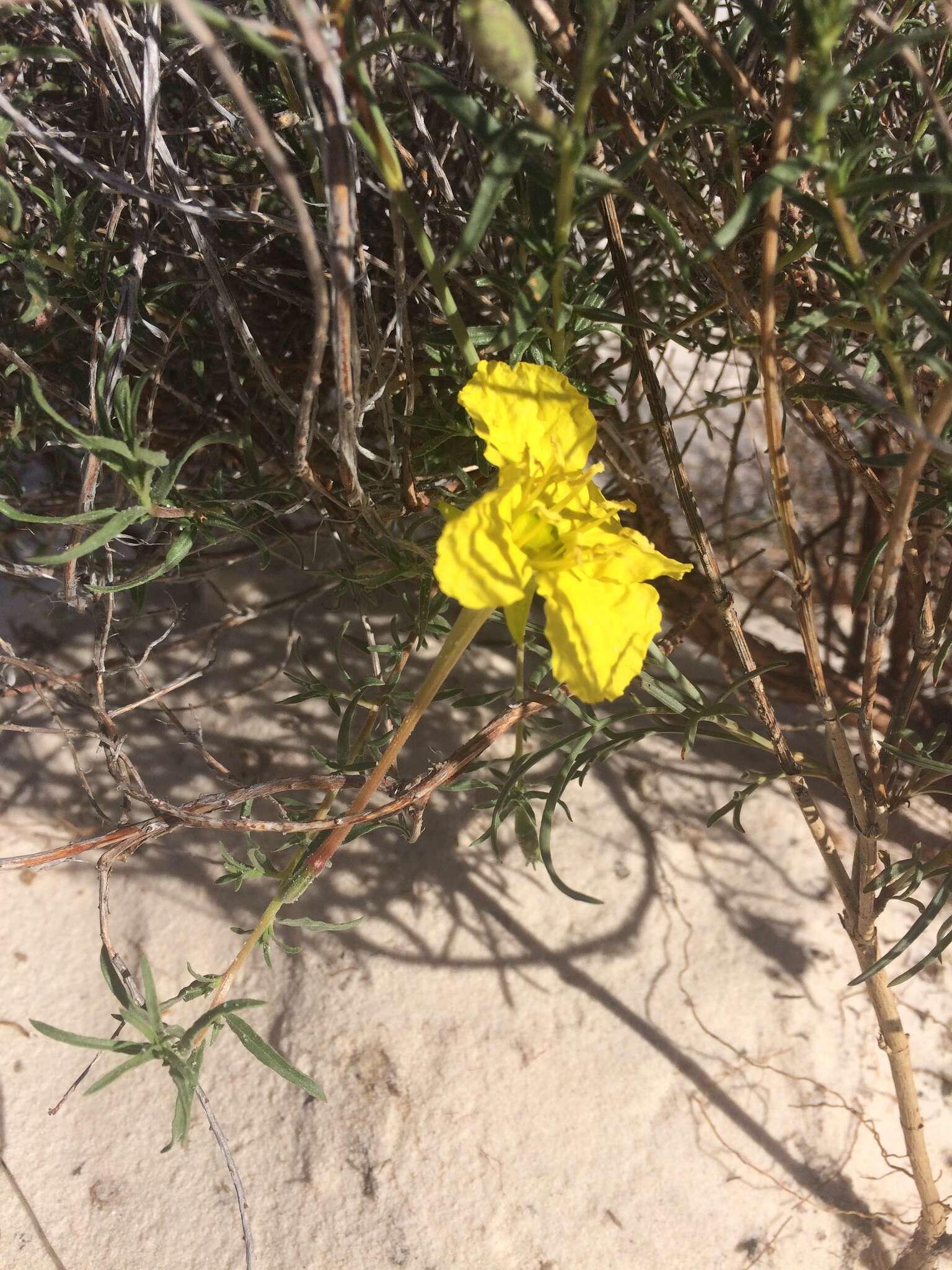 Oenothera hartwegii subsp. filifolia (Eastw.) W. L. Wagner & Hoch resmi