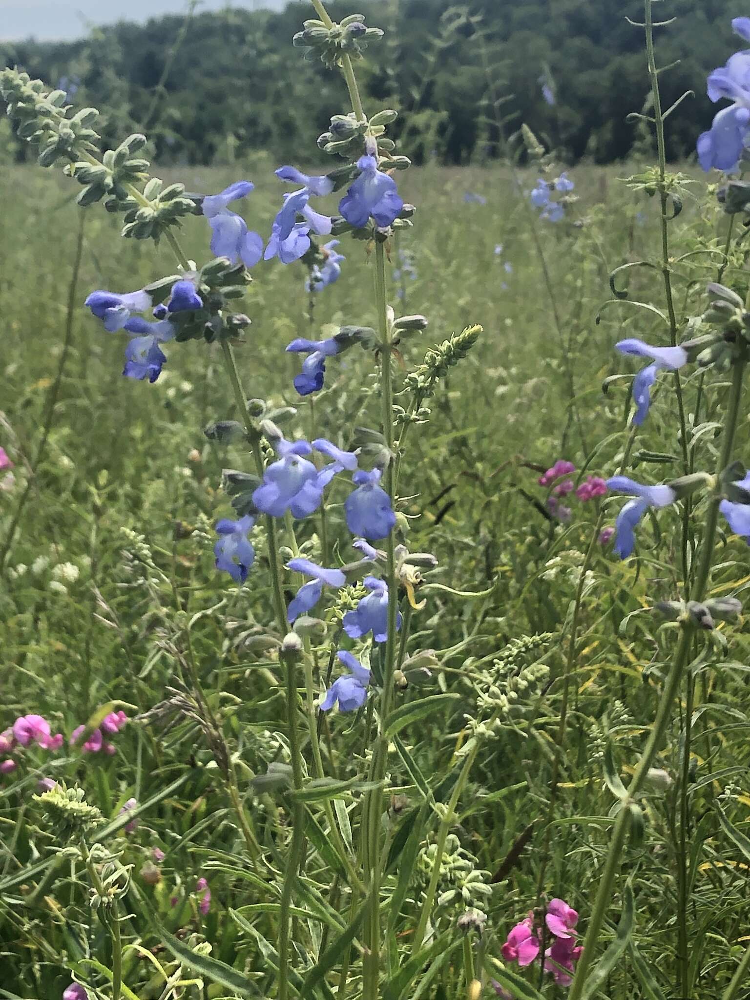 Image of azure blue sage