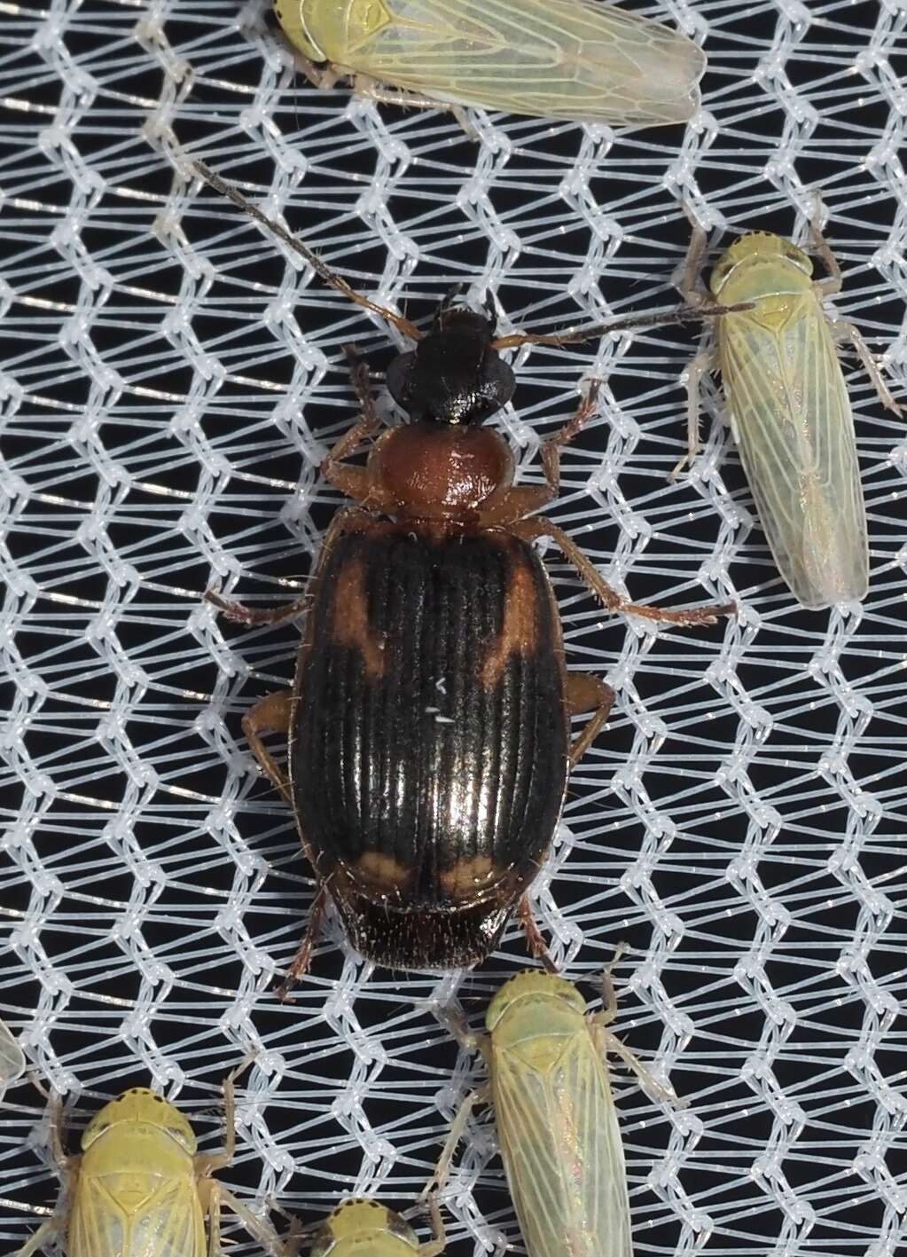 Image of Lebia (Lebia) analis Dejean 1825