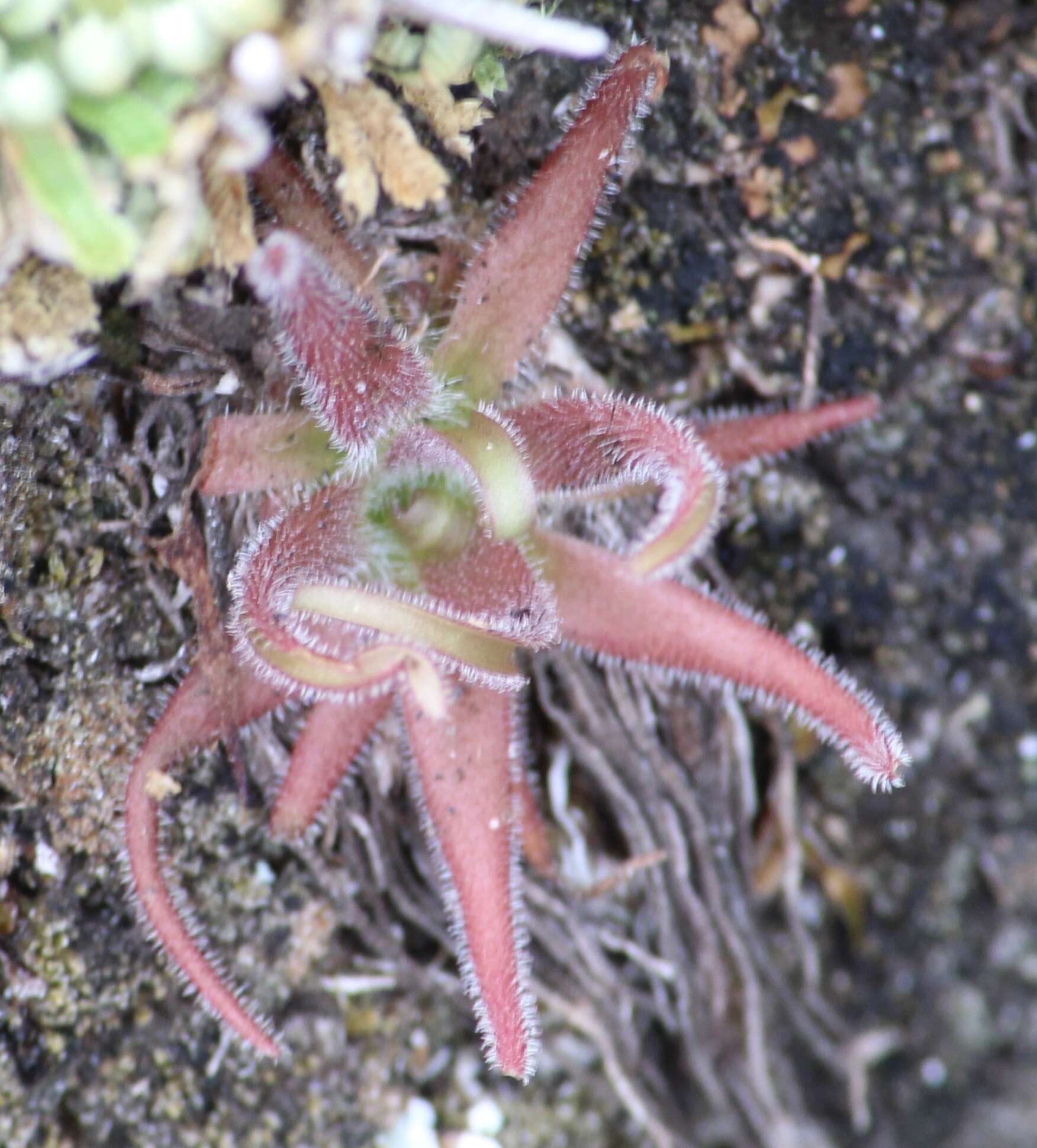 Image of Pinguicula gypsicola T. S. Brandeg.