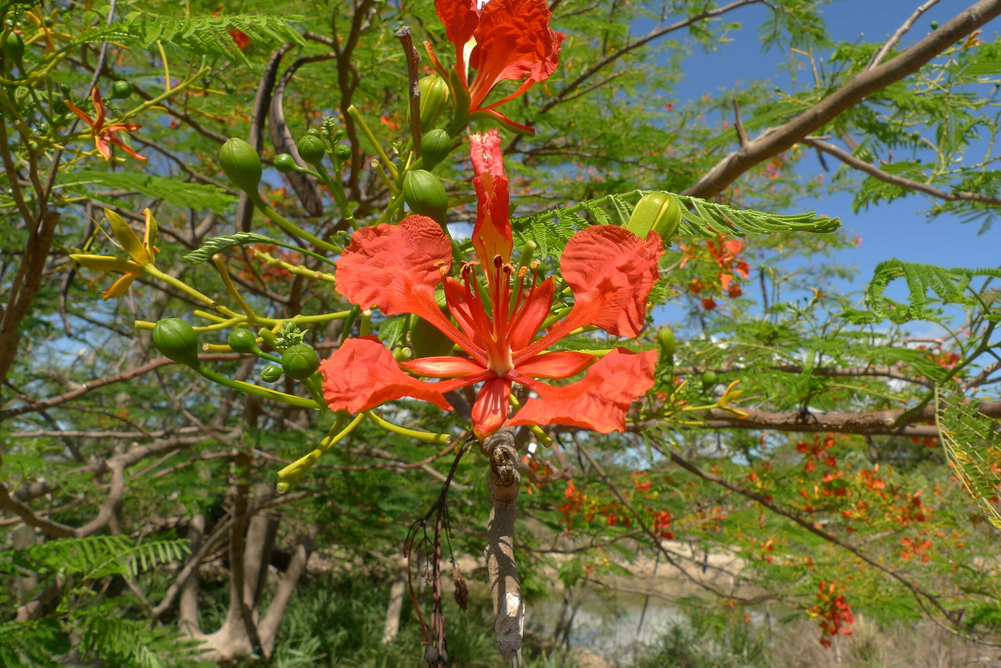 Image of Delonix regia (Bojer ex Hook.) Raf.