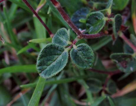 Imagem de Desmodium incanum DC.