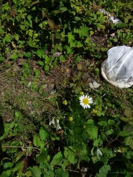 Image of False chamomile