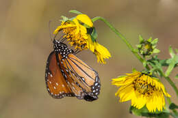 صورة Danaus (Anosia) gilippus Cramer 1775