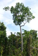 Image of Argus pheasant tree