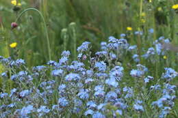 Plancia ëd Myosotis lithospermifolia (Willd.) Hornem.