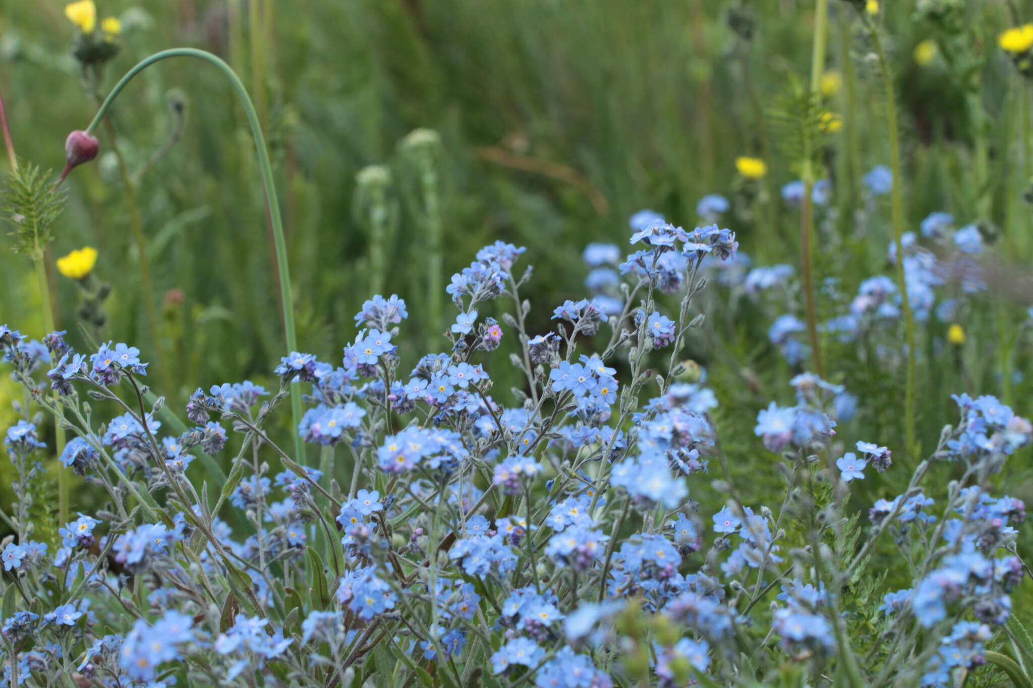 Imagem de Myosotis lithospermifolia (Willd.) Hornem.