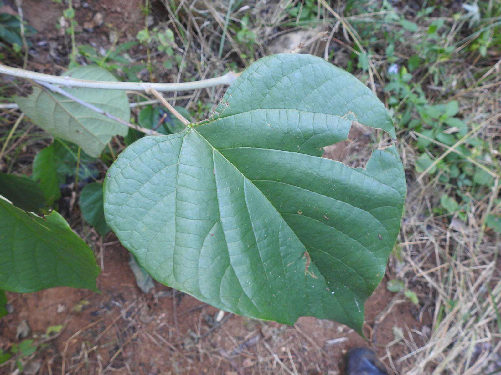 Macaranga capensis (Baill.) Sim的圖片