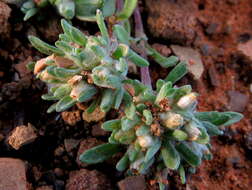 Image de Helichrysum leontonyx DC.