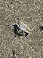Image of Florida lady crab