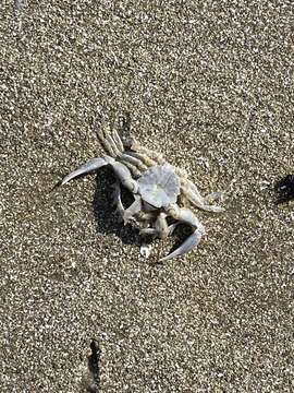 Image of Florida lady crab