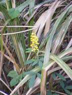 Image of West Indian rattlebox