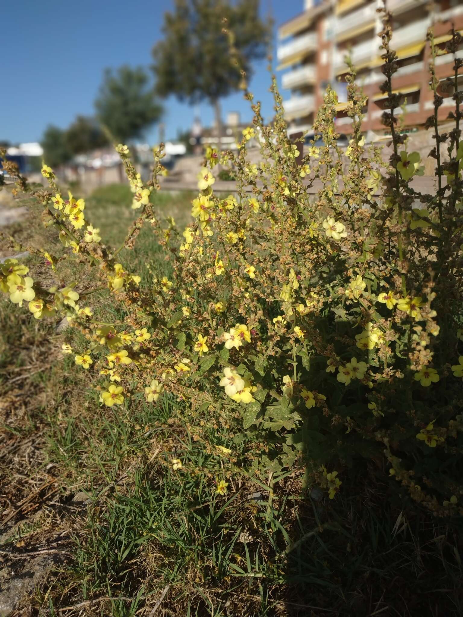 Image of wavyleaf mullein