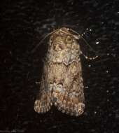 Image of Spodoptera umbraculata Walker 1858