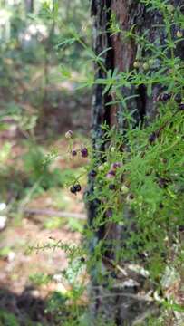 Plancia ëd Galium aschenbornii S. Schauer