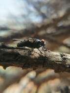 Image of Locust Fly