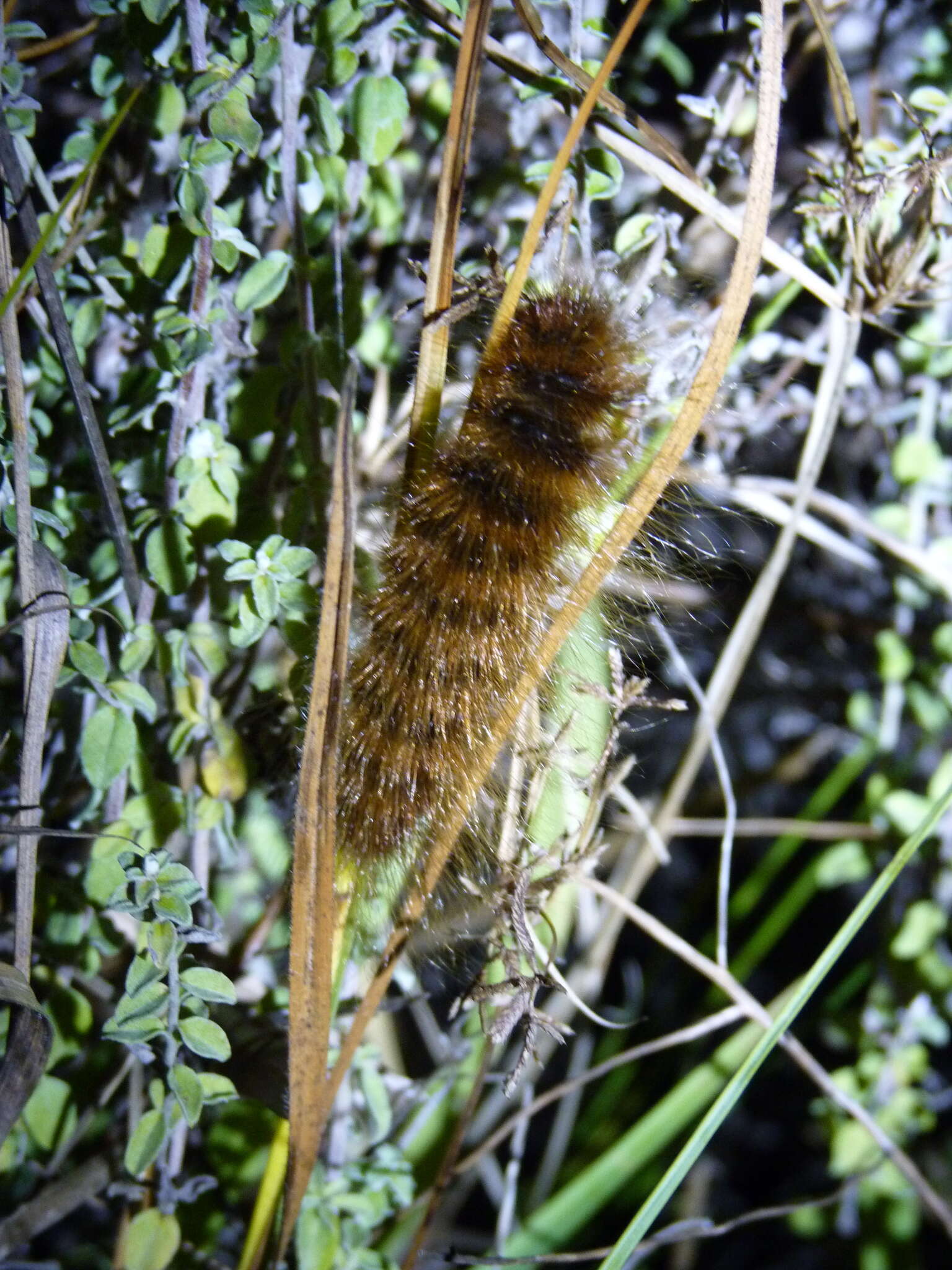 Image of Phyllalia patens (Boisduval 1847)