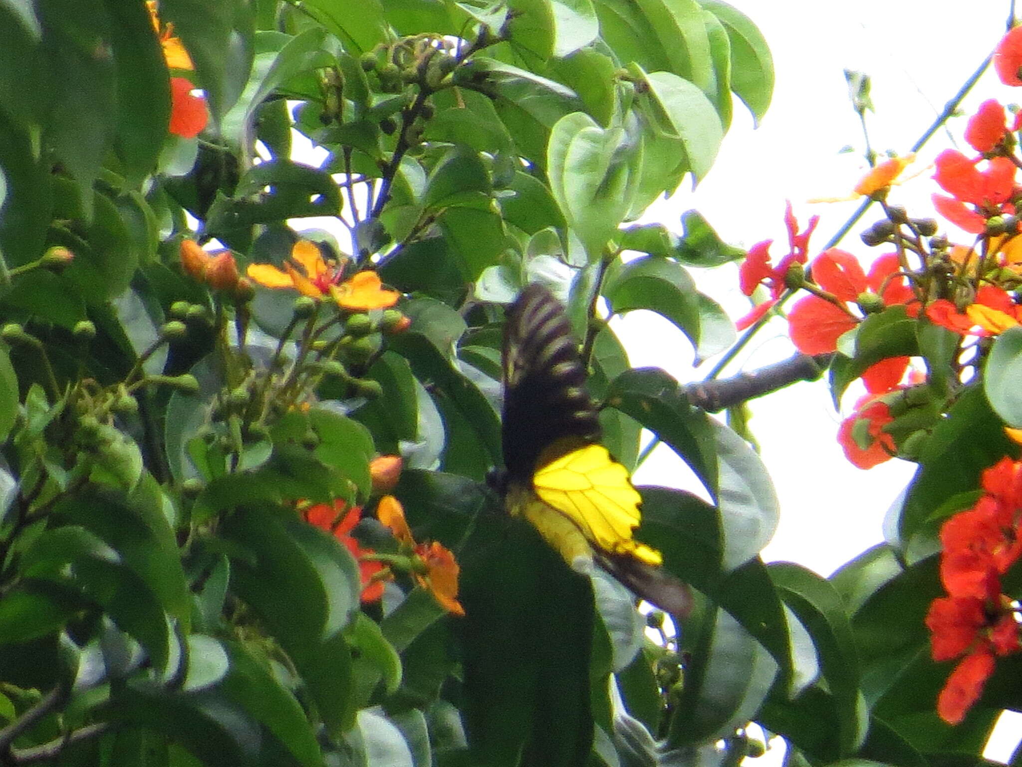 Image of Golden Birdwing