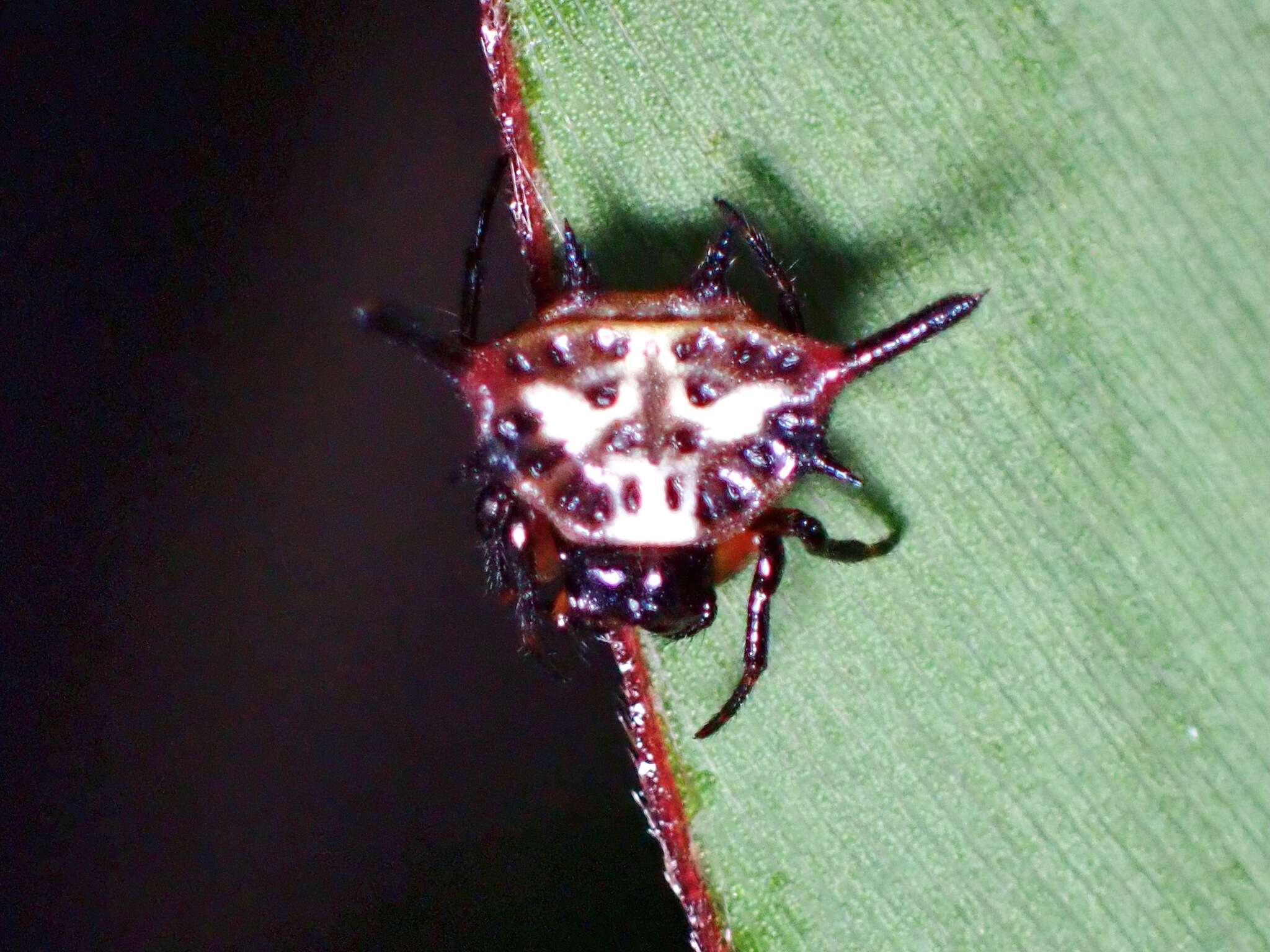 Image of Gasteracantha sanguinea Dahl 1914