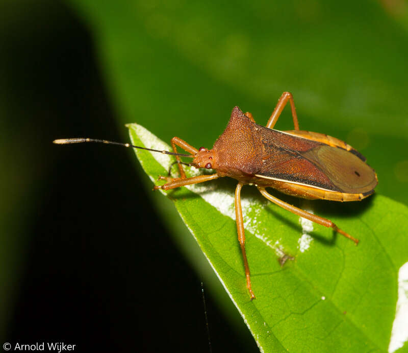 صورة Anasa varicornis (Westwood 1842)