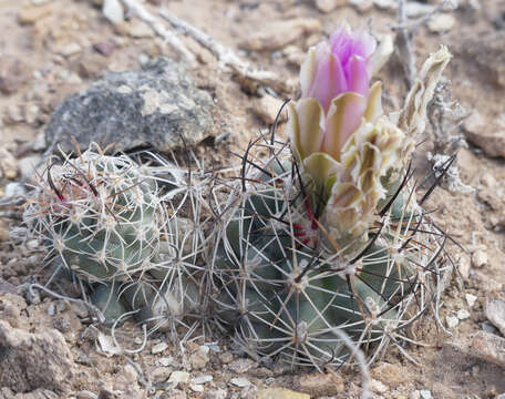 Image of Colorado hookless cactus