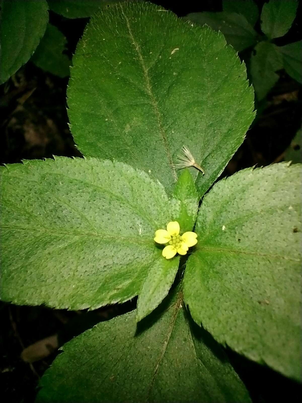 Calyptocarpus brasiliensis (Nees & Mart.) B. L. Turner resmi