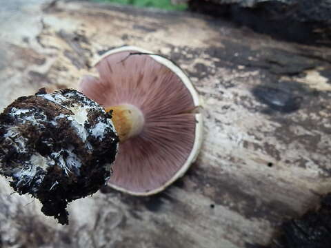 Image of Cortinarius calojanthinus M. M. Moser & Ammirati 1999