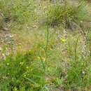 Image of Senecio squarrosus A. Rich.