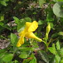 Plancia ëd Mandevilla funiformis (Vell.) K. Schum.