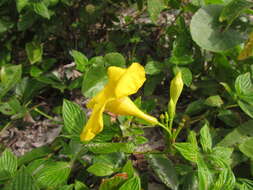 Слика од Mandevilla funiformis (Vell.) K. Schum.