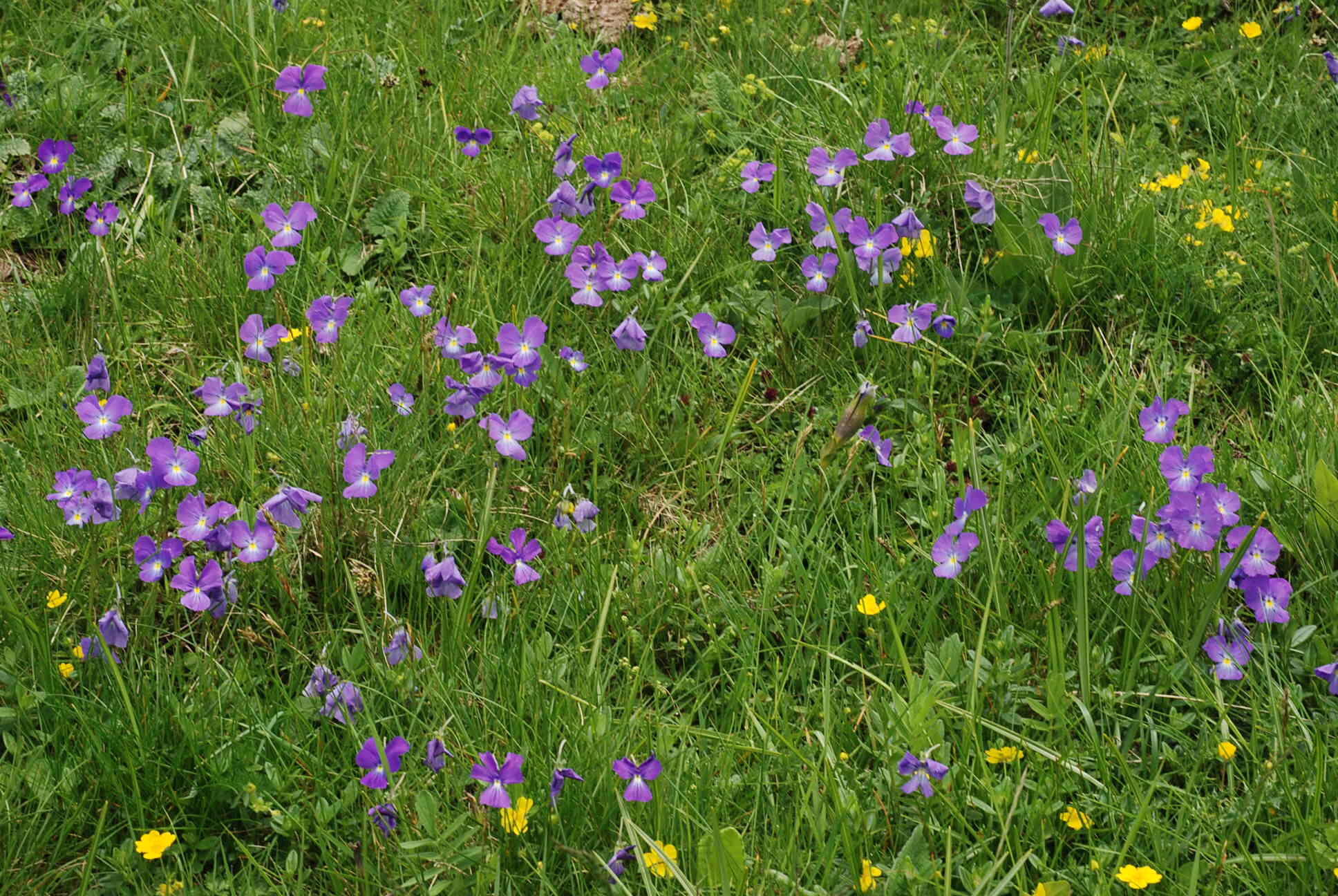 Image of Viola culminis F. Fen. & Moraldo