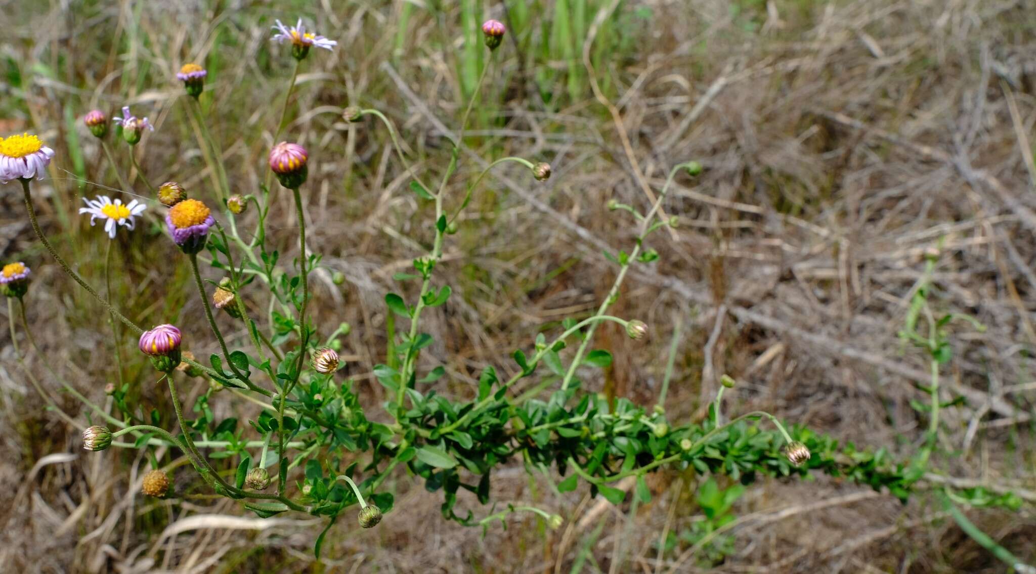 Image of Felicia erigeroides DC.