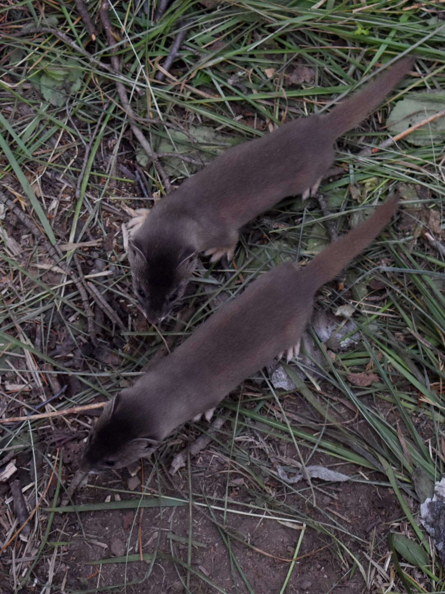 Image of Mountain Weasel