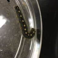 Image of Forest Tent Caterpillar Moth