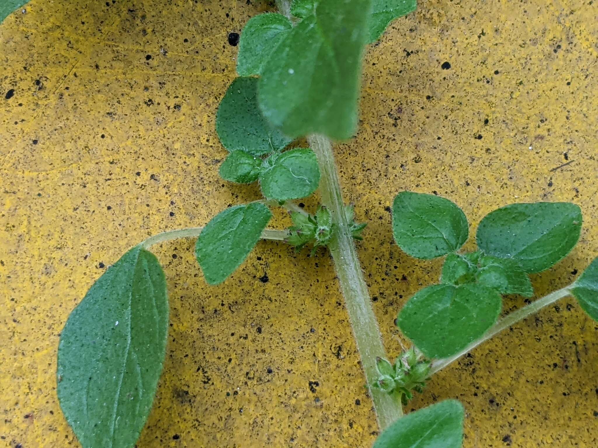 Image of Parietaria micrantha Ledeb.