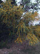 Image of Mealy False Acacia