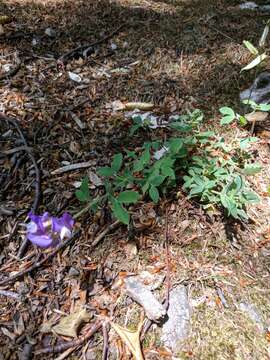 Imagem de Lathyrus laxiflorus (Desf.) Kuntze