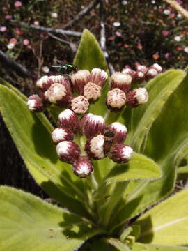 Image de Psiadia anchusifolia (Poir.) Cordem.