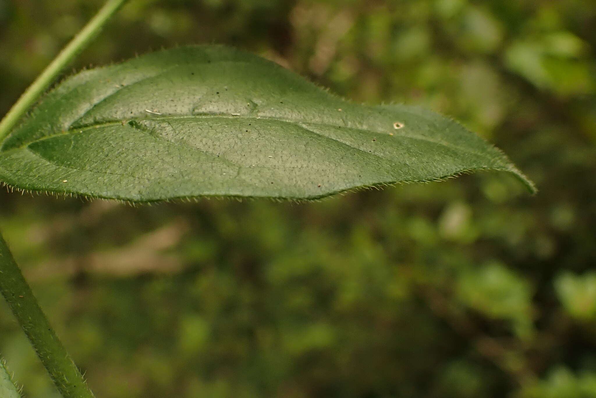 Image of Rock Alder