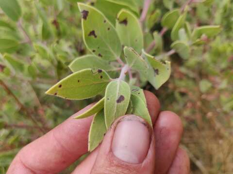 Слика од Arctostaphylos glandulosa subsp. zacaensis (Eastw.) P. V. Wells