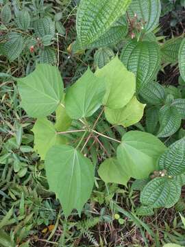 Image de Heliocarpus americanus L.