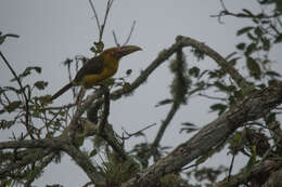 Image of Saffron Toucanet