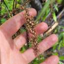 Image of Veronica pubescens subsp. sejuncta (Bayly & de Lange) Garn.-Jones