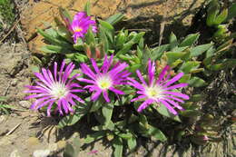 Image of Delosperma carolinense N. E. Br.